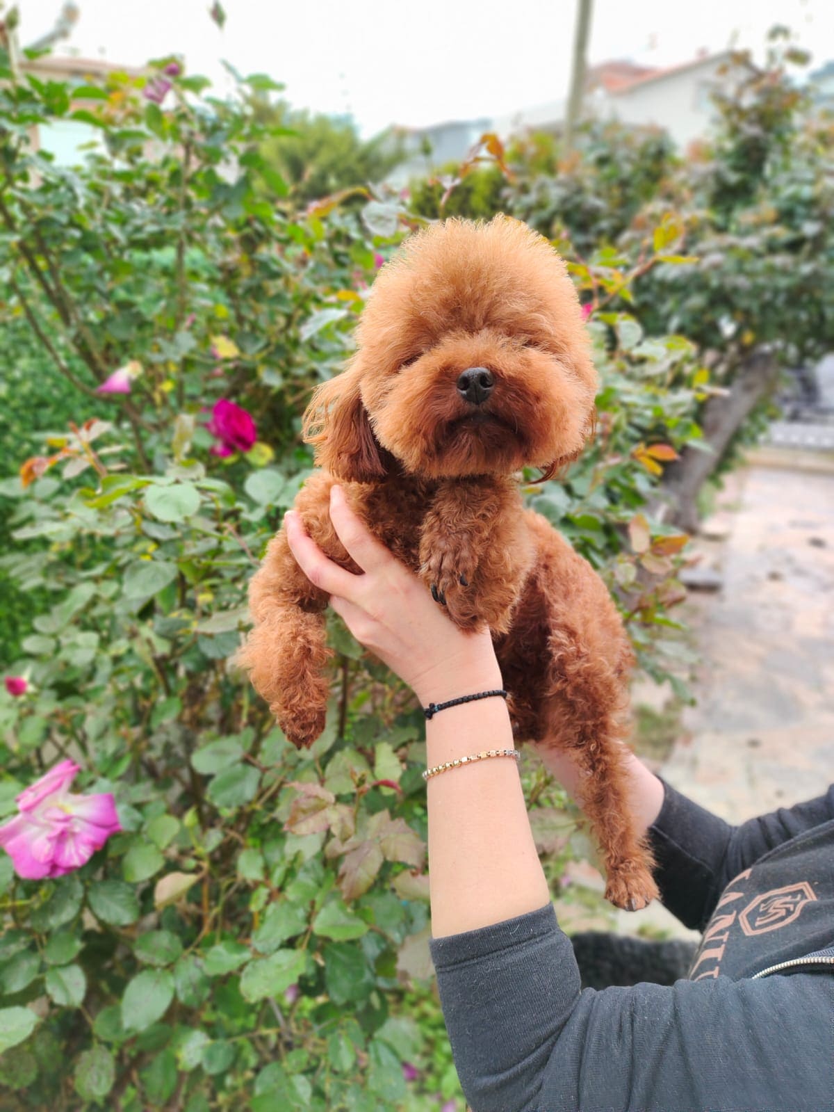 Toy Poodle 11