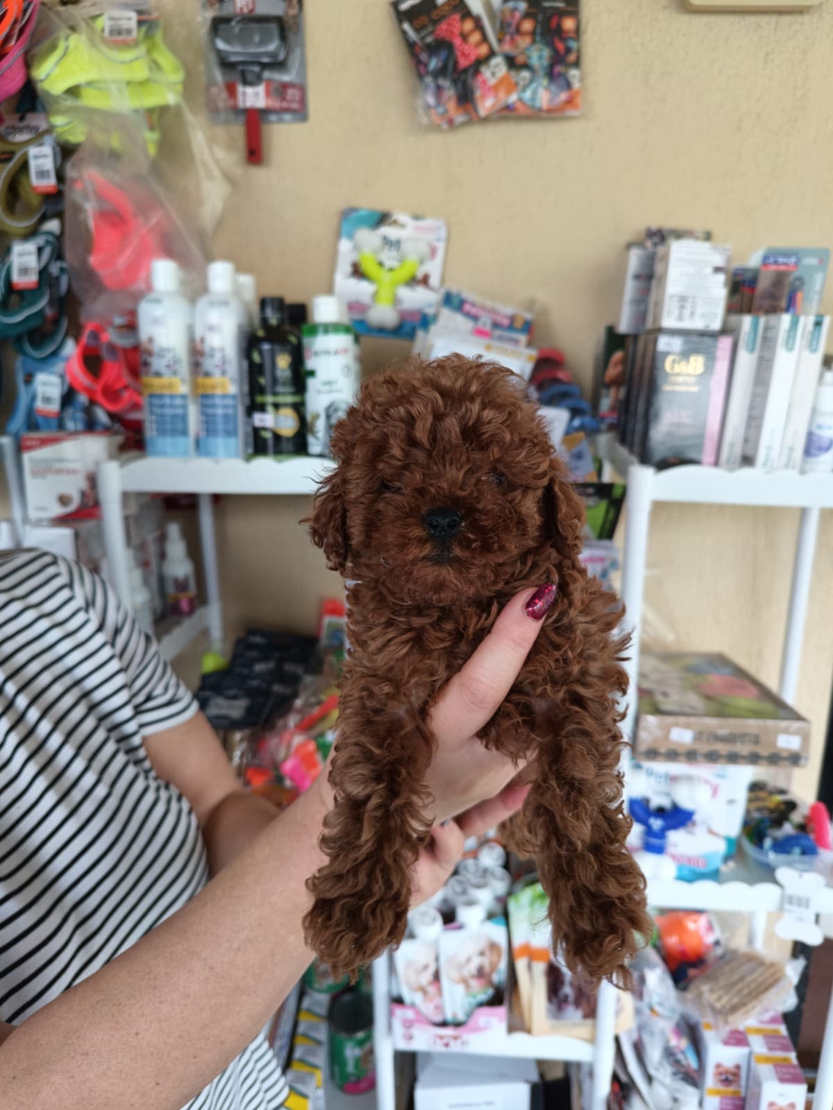 Toy Poodle 12