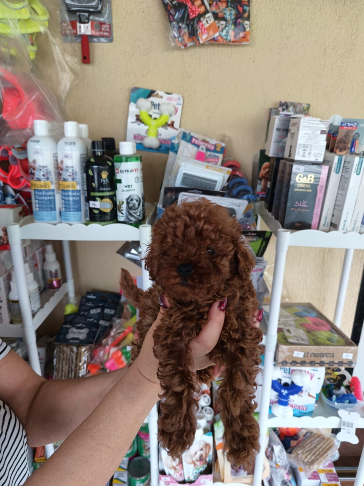 Toy Poodle 13