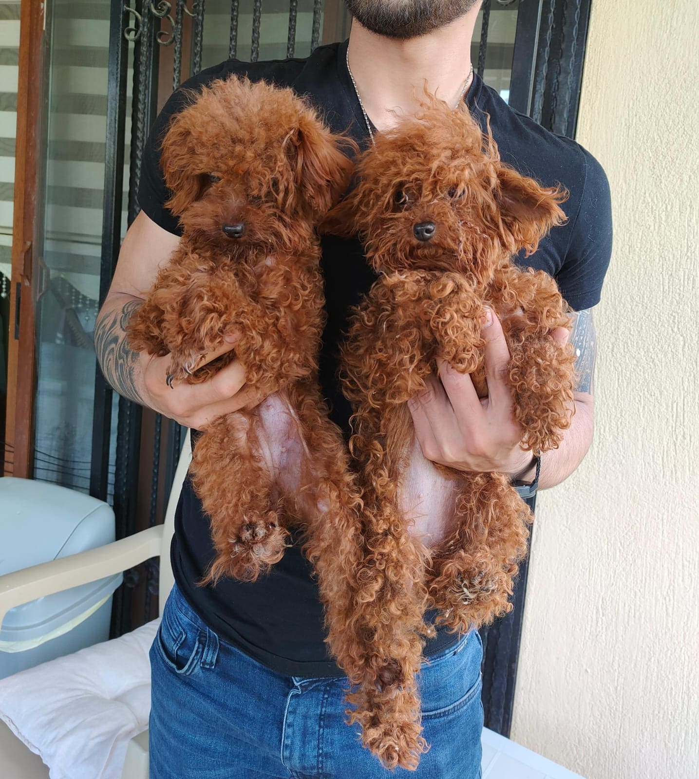Toy Poodle 15