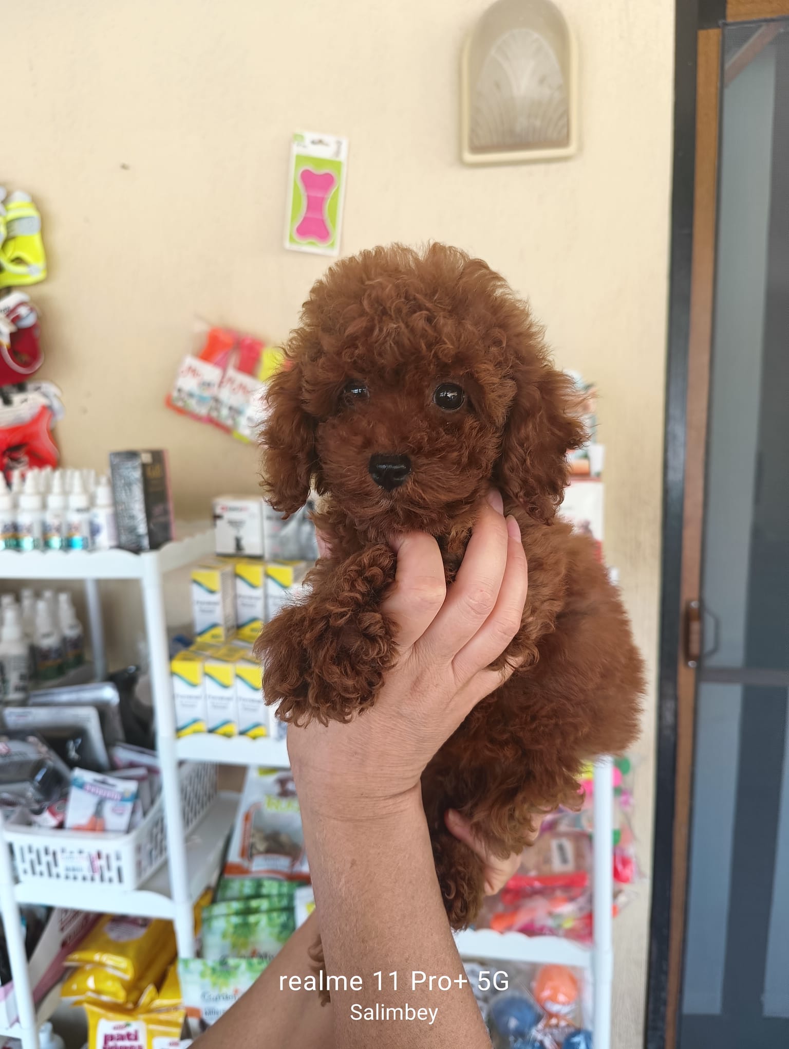 Toy Poodle Yarışma ve Gösteriler: Kapsamlı Rehber