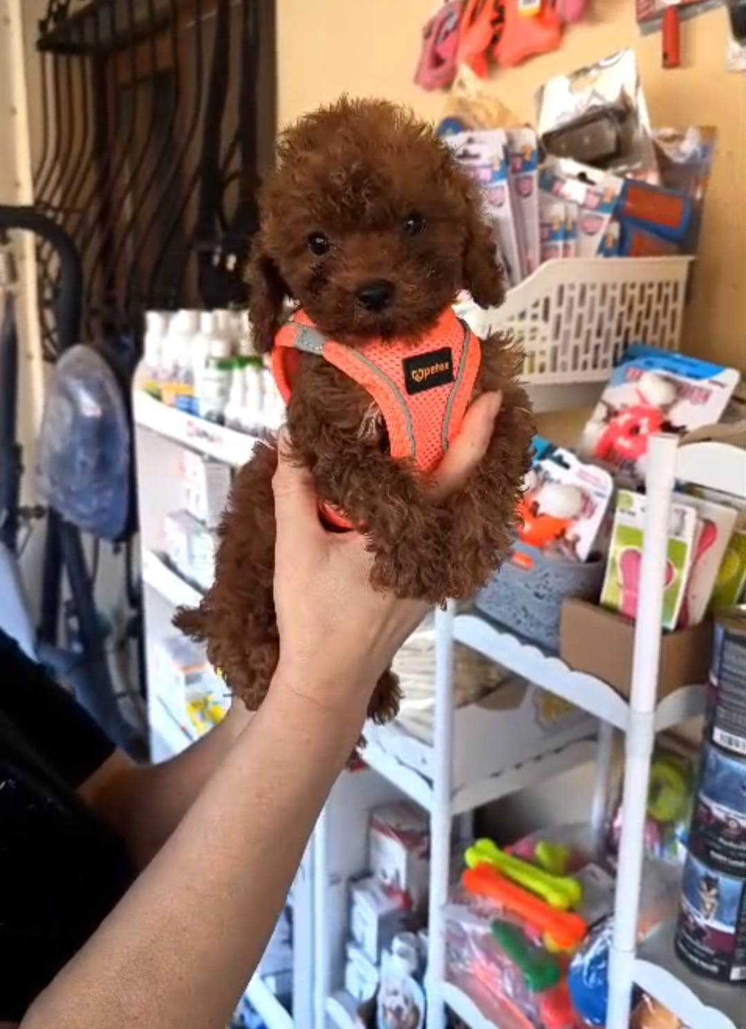 Toy Poodle Kısırlaştırma: Karar Rehberi