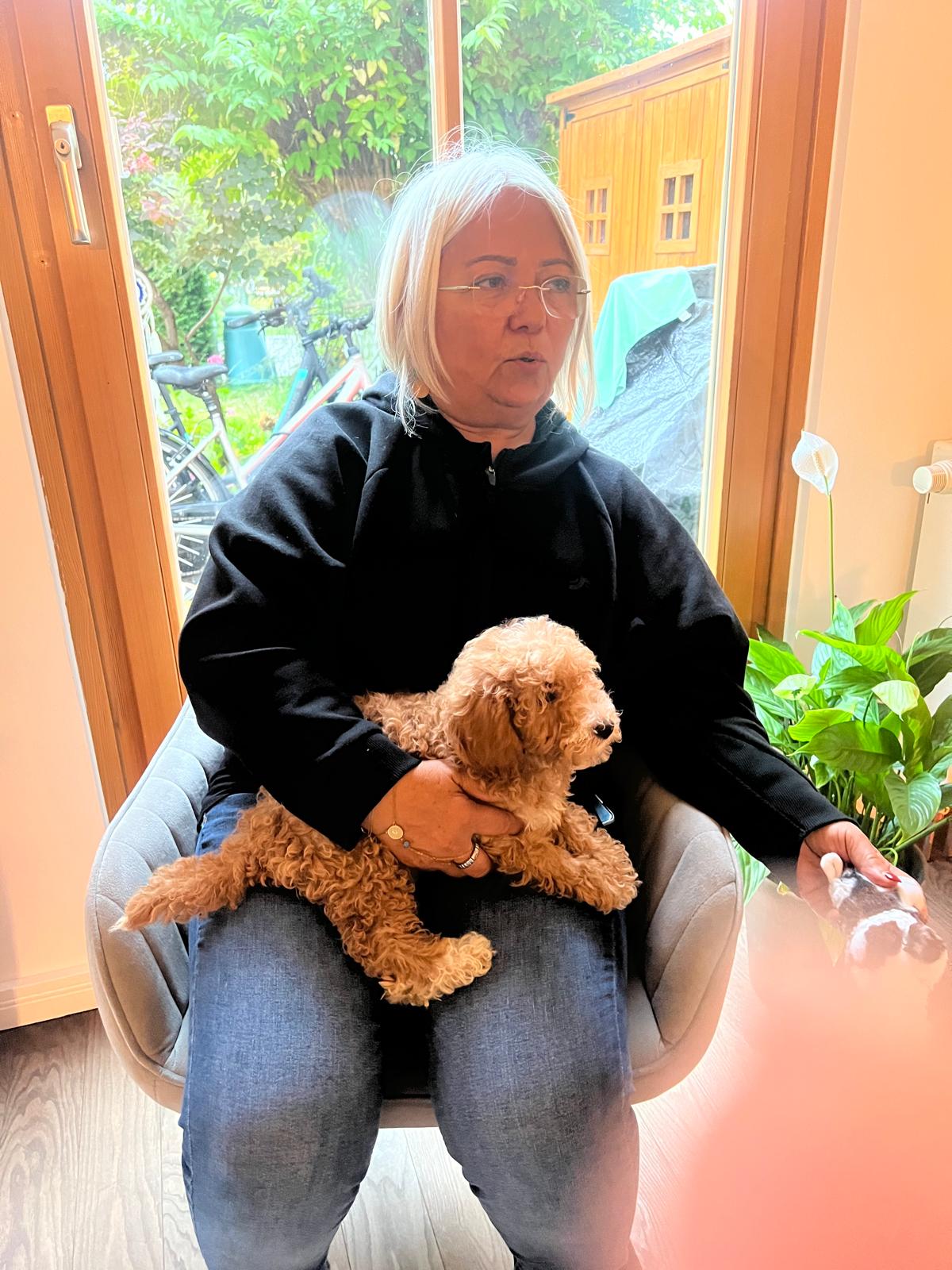 Toy Poodle Renk Çeşitleri: Genetik ve Özellikler Rehberi