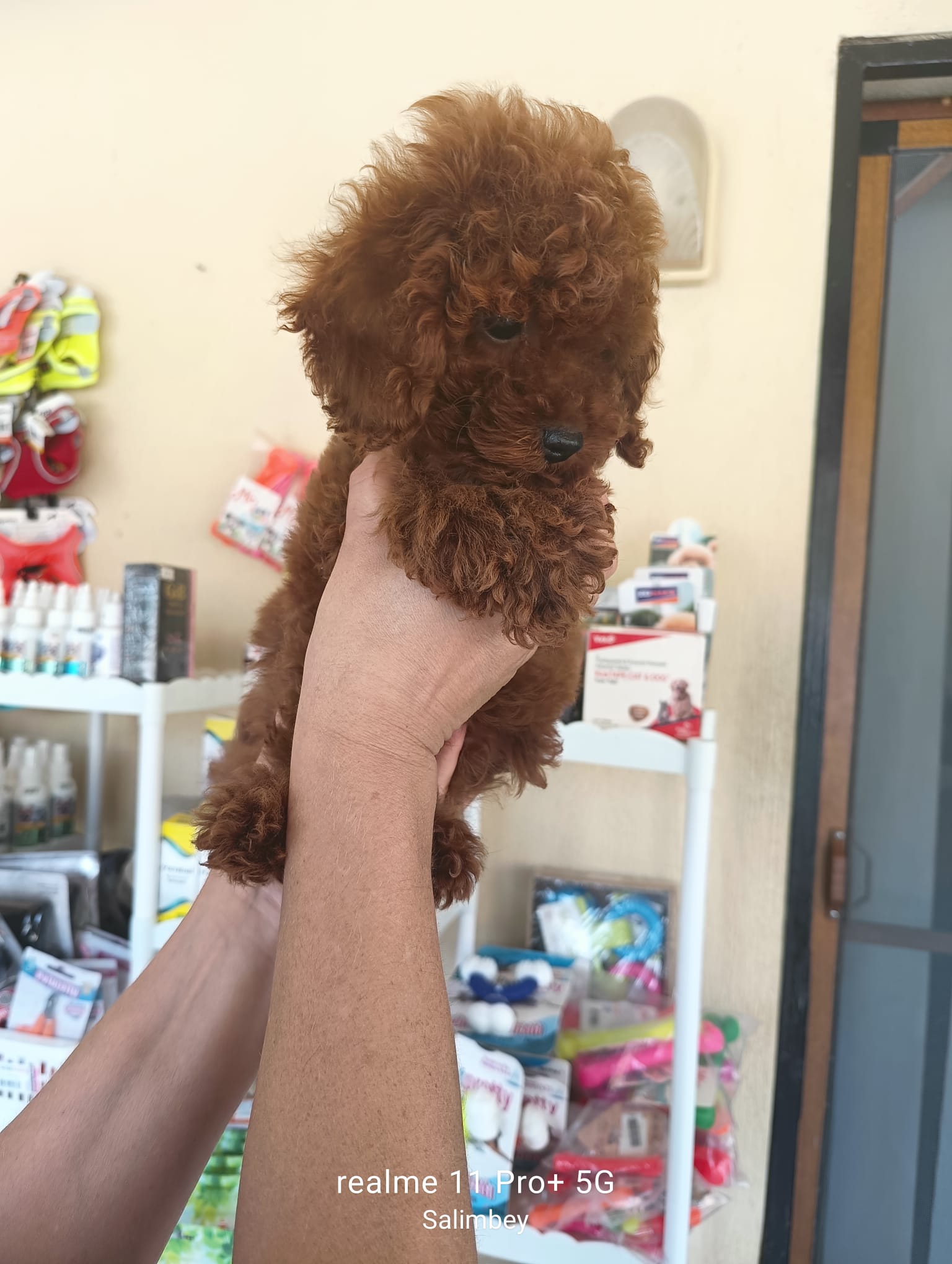 Toy Poodle Uyku Düzeni: Sağlıklı Dinlenme Rehberi