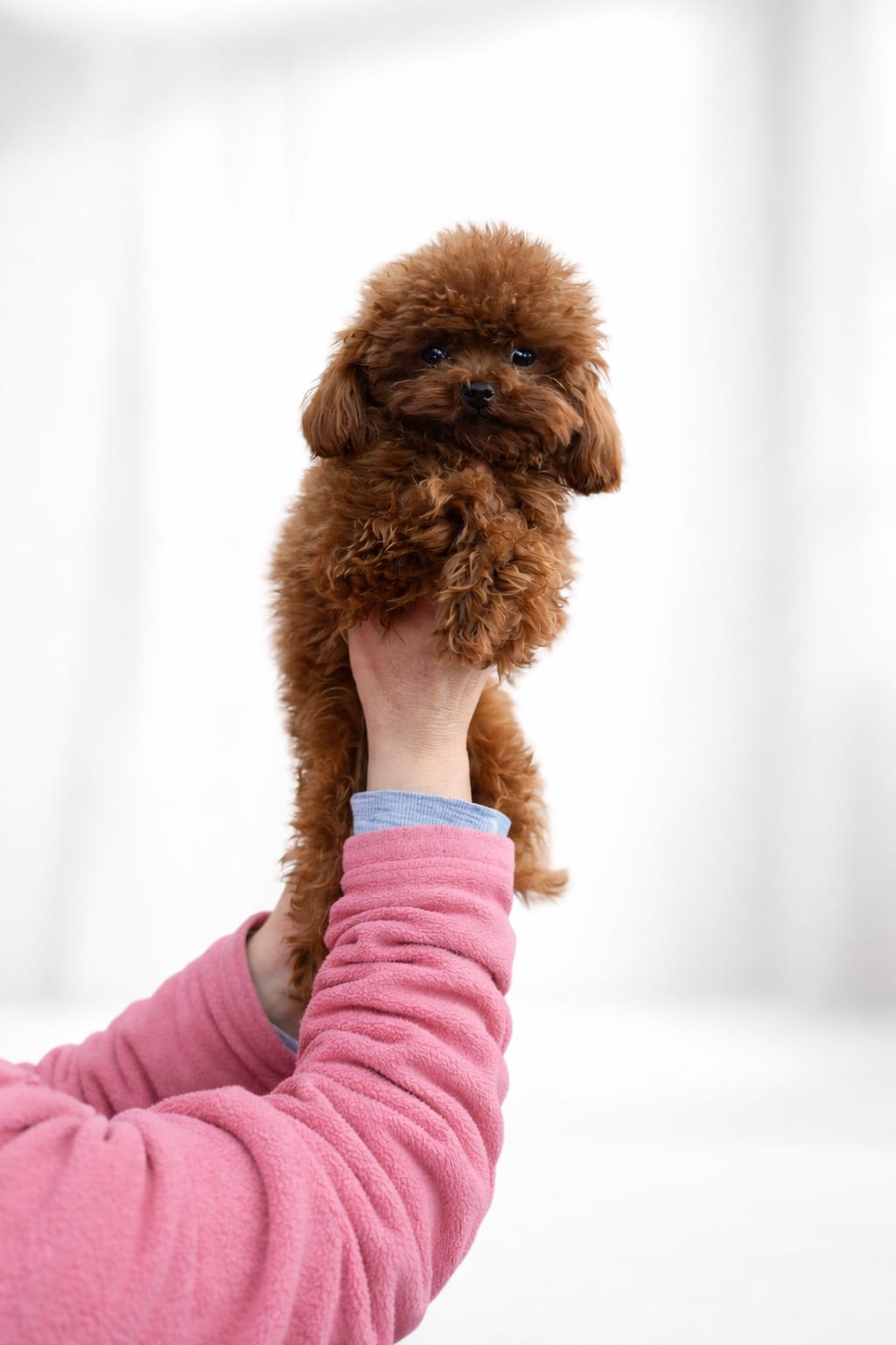 Toy Poodle Vitamin ve Takviyeler: Beslenme Desteği Rehberi