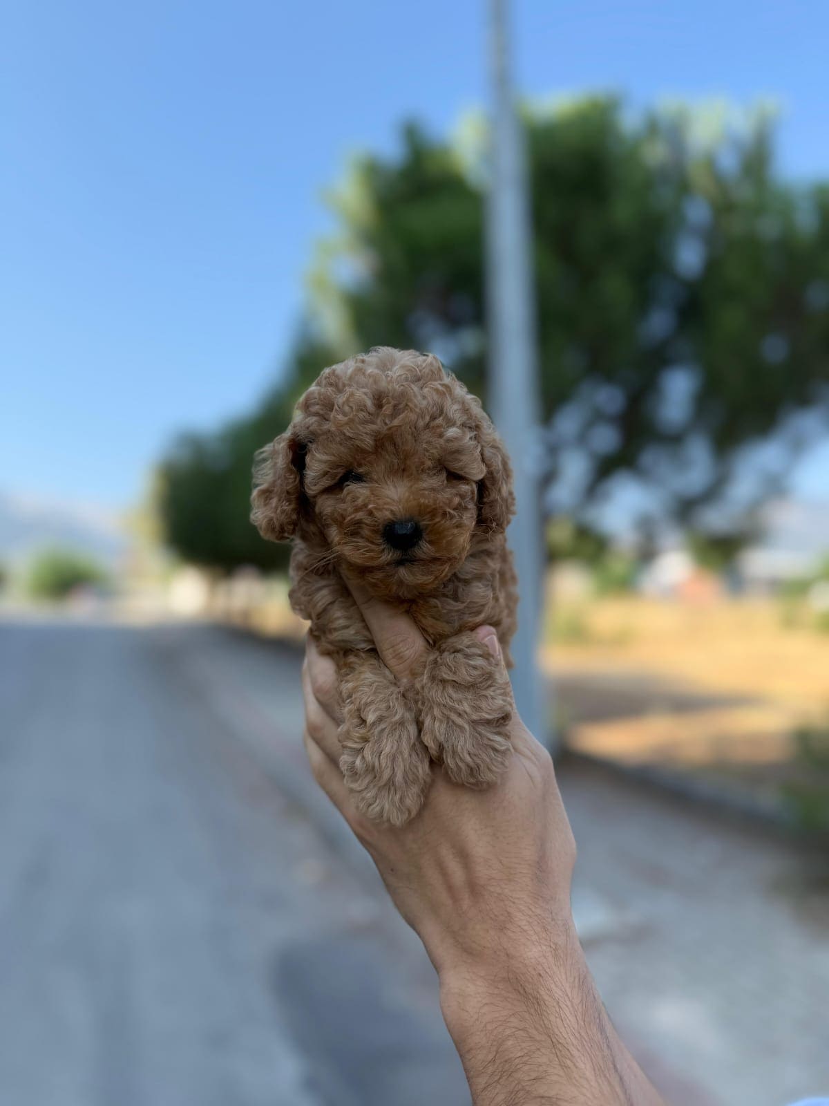 Toy Poodle 3
