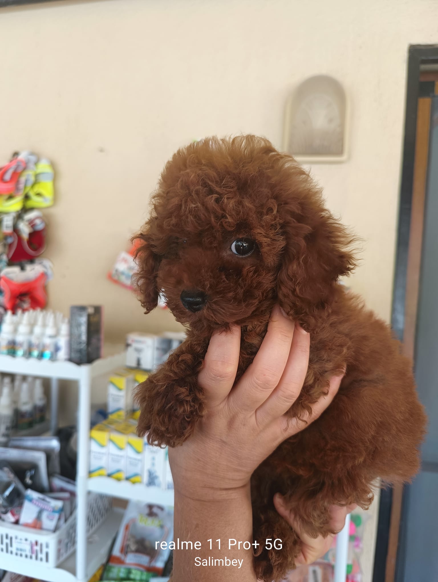 Toy Poodle Sahiplendirme: Hazırlık ve Değerlendirme Rehberi