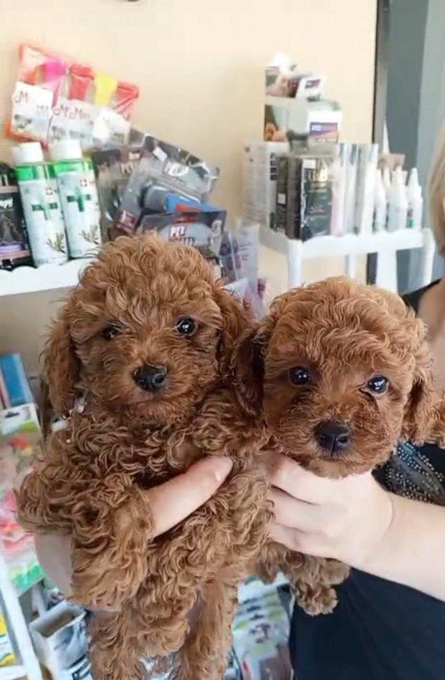 Toy Poodle 4