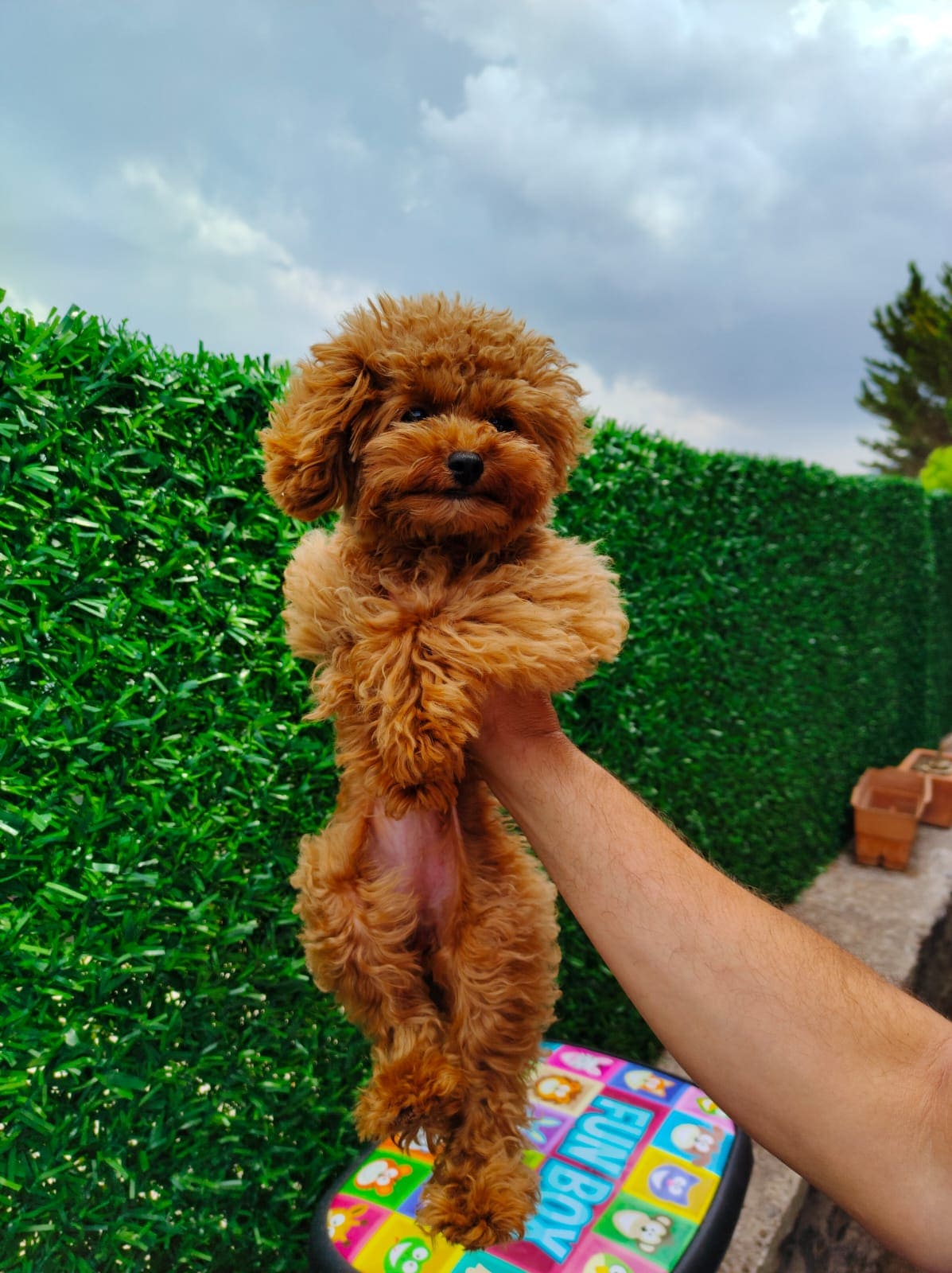 Toy Poodle 5