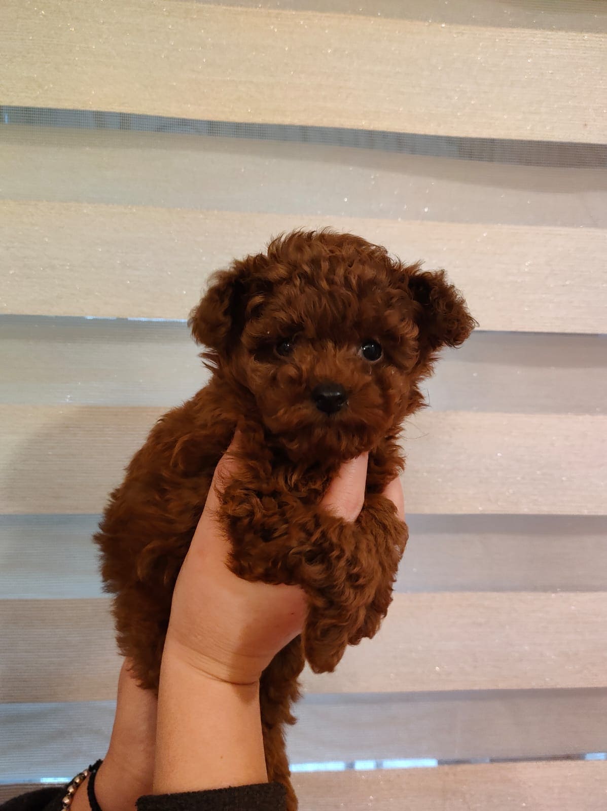 Toy Poodle 7