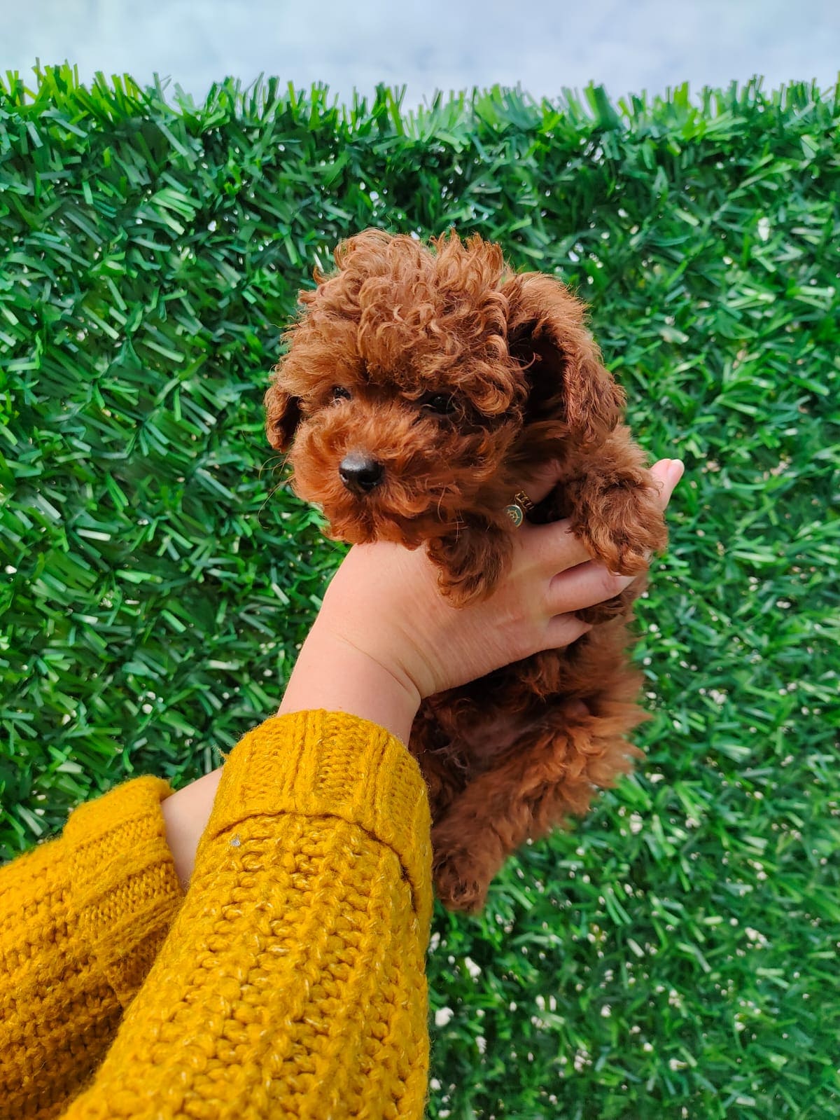 Toy Poodle 8