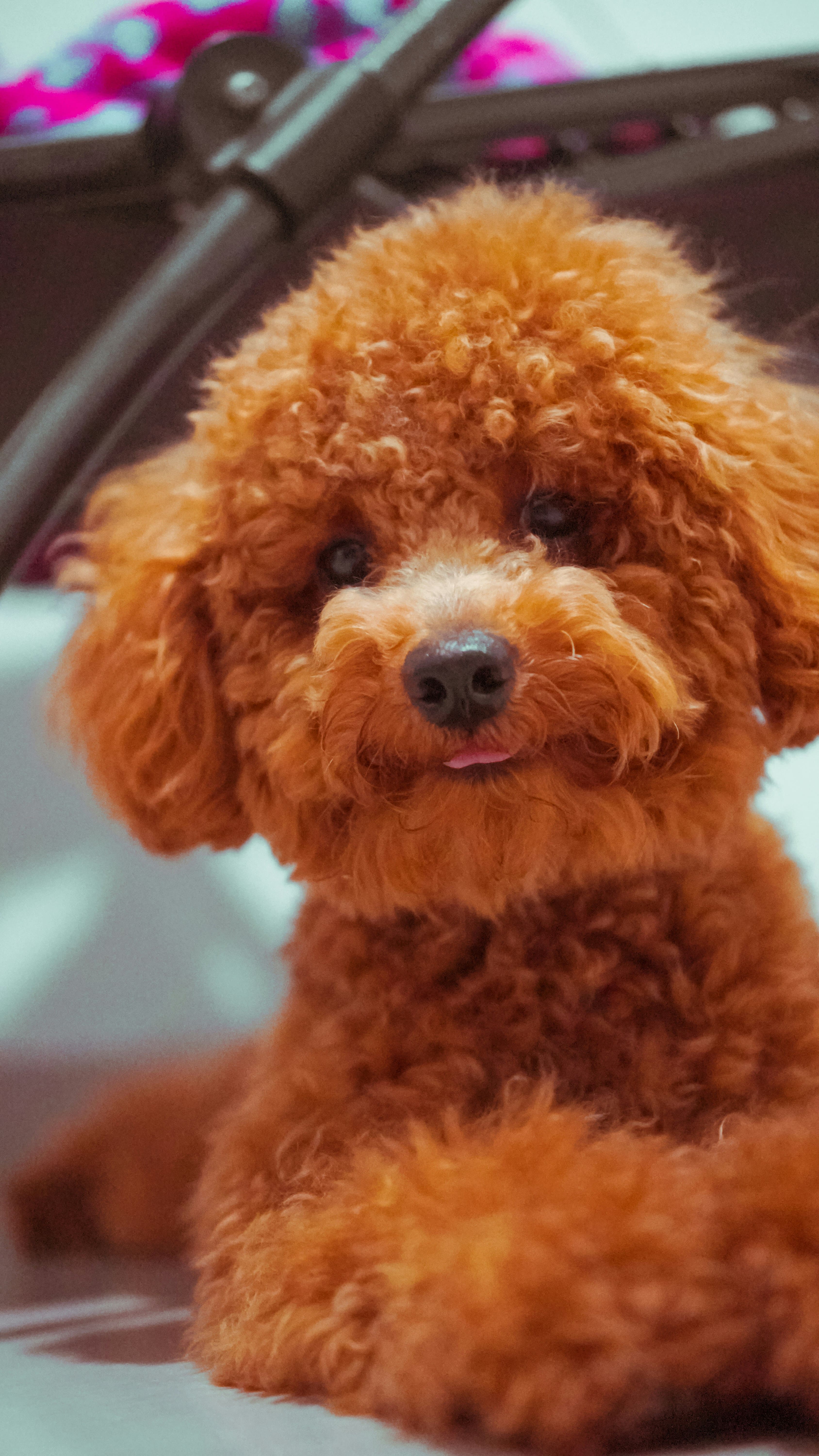 Toy Poodle
