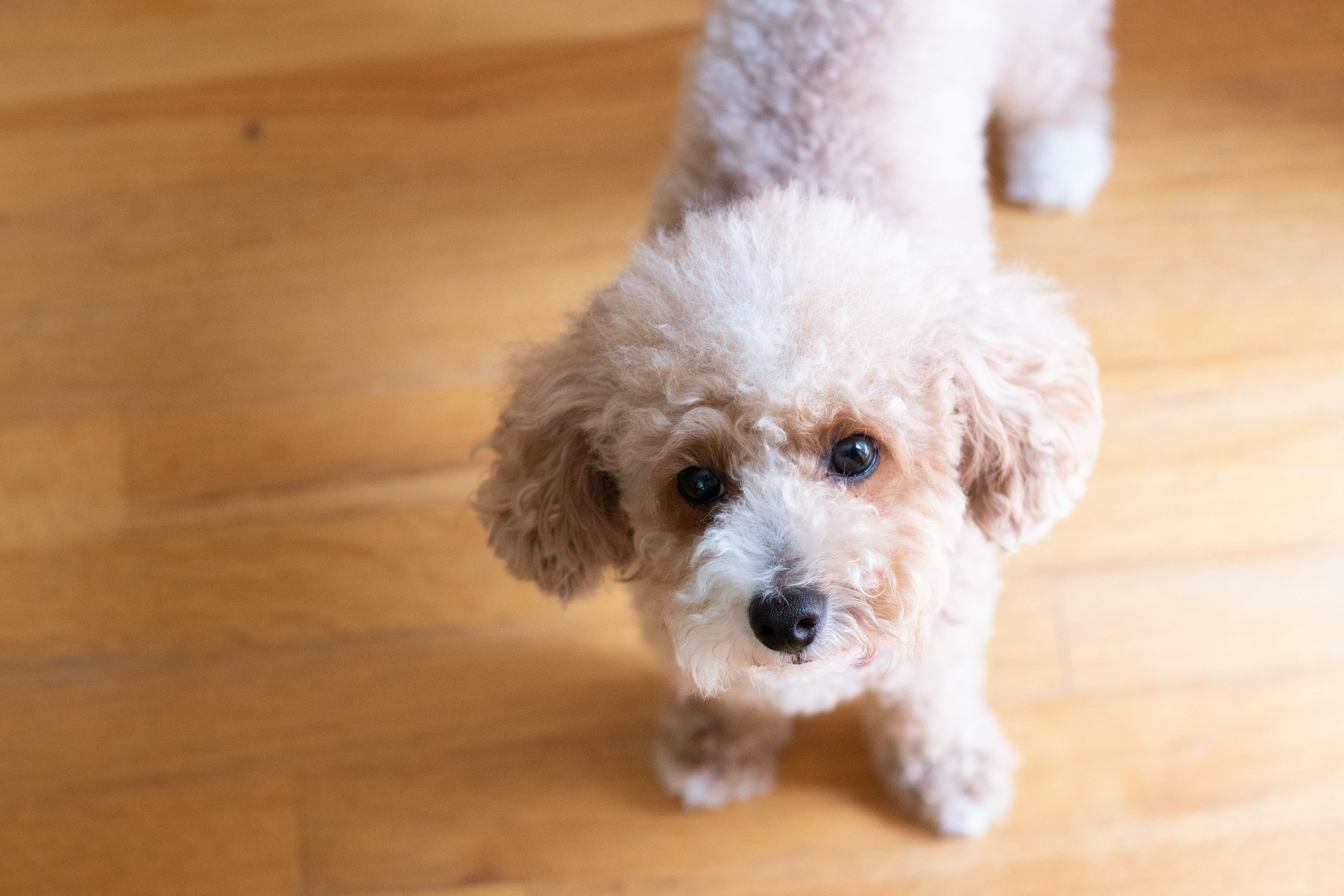 Kore Toy Poodle