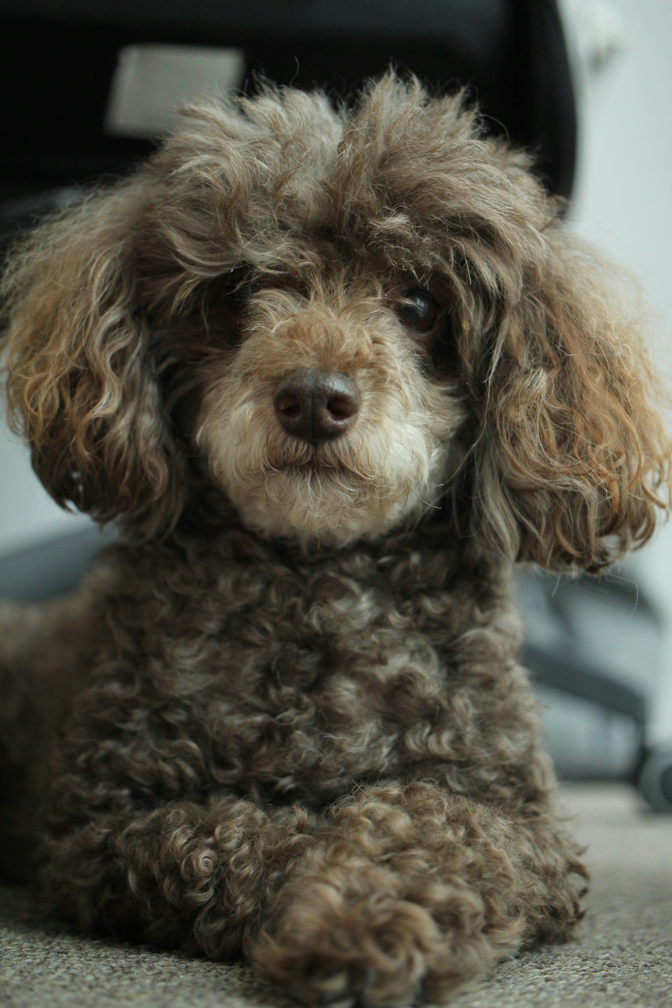 Minyatür Poodle