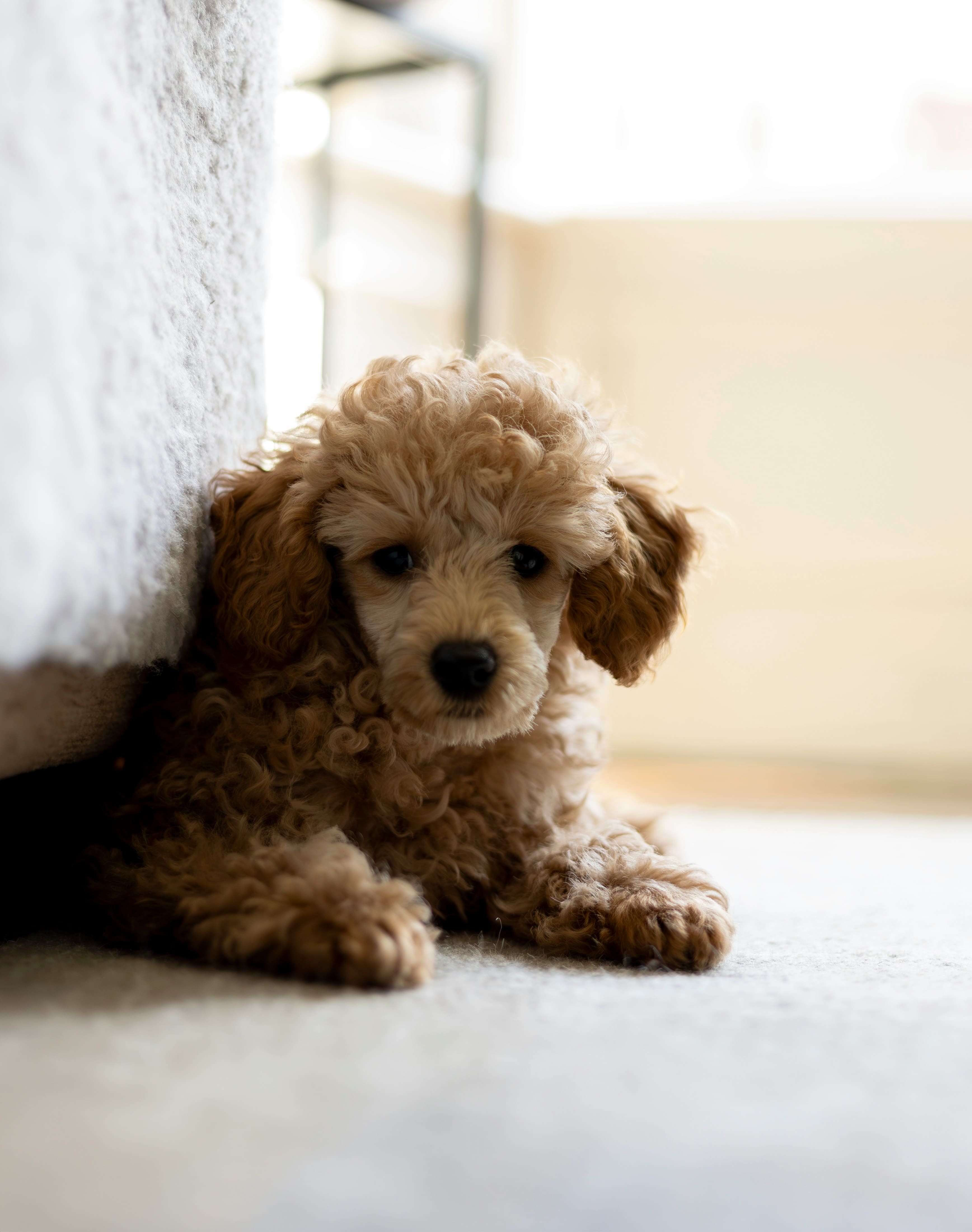 Toy Poodle