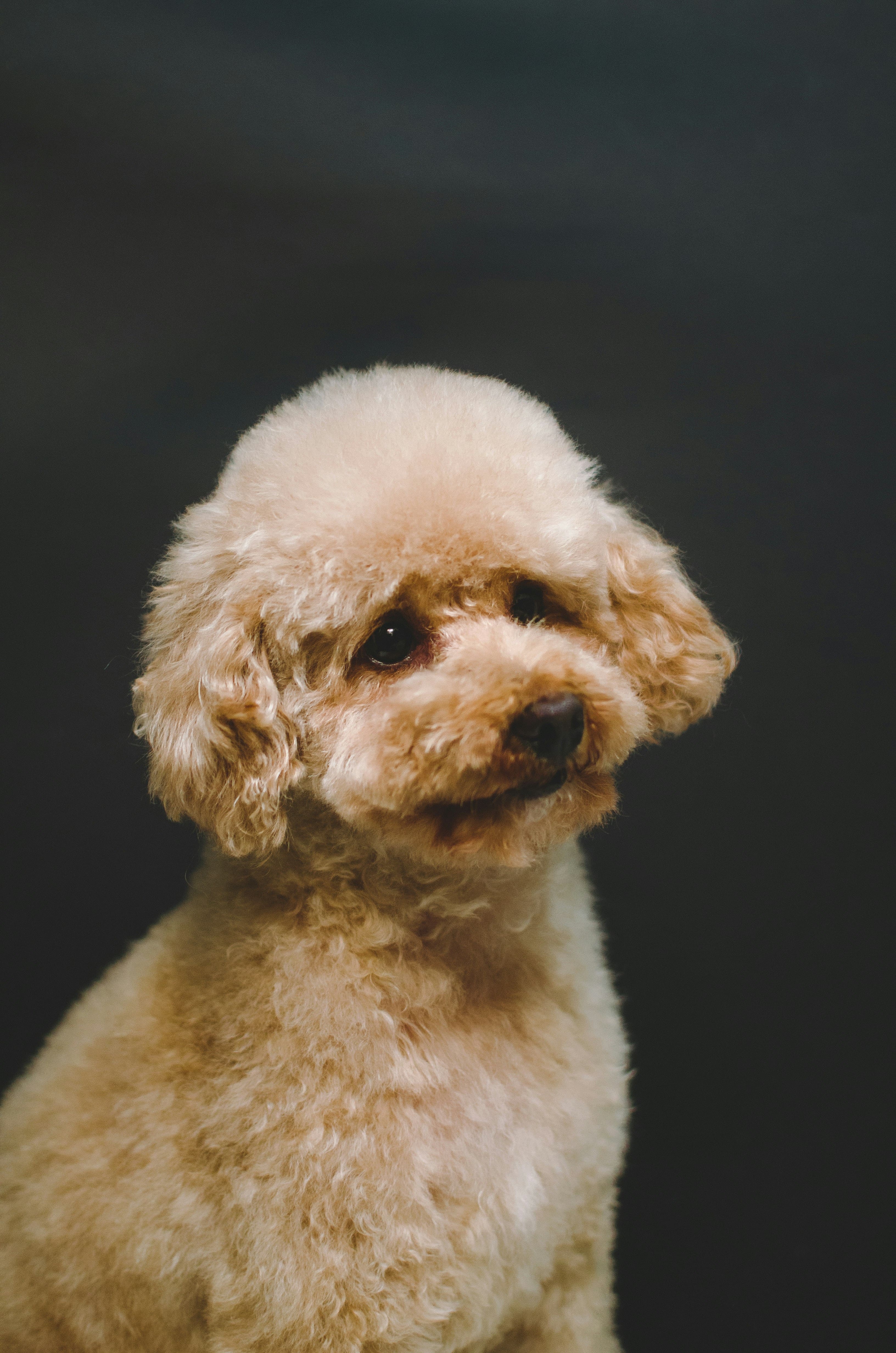 Toy Poodle